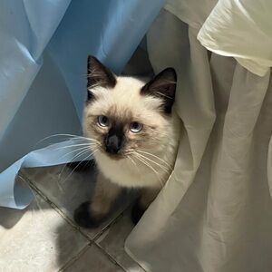 Meet your Posher, Eudis